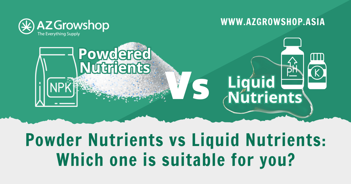Powder Nutrients vs Liquid Nutrients: Which one is suitable for you?