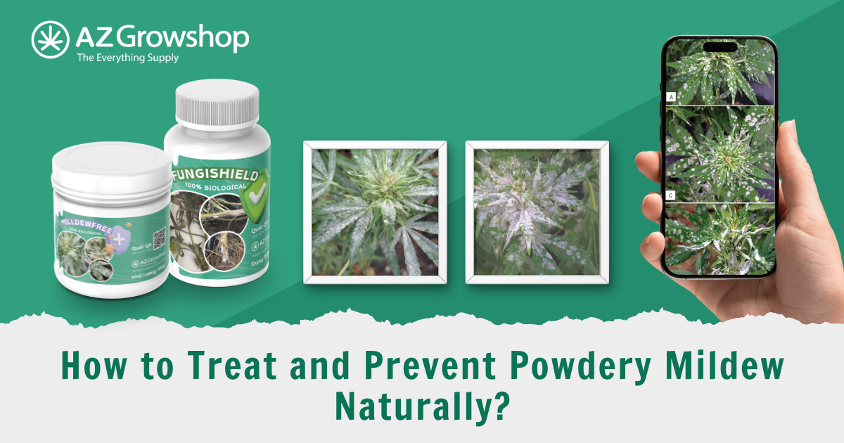How to Treat and Prevent Powdery Mildew Naturally