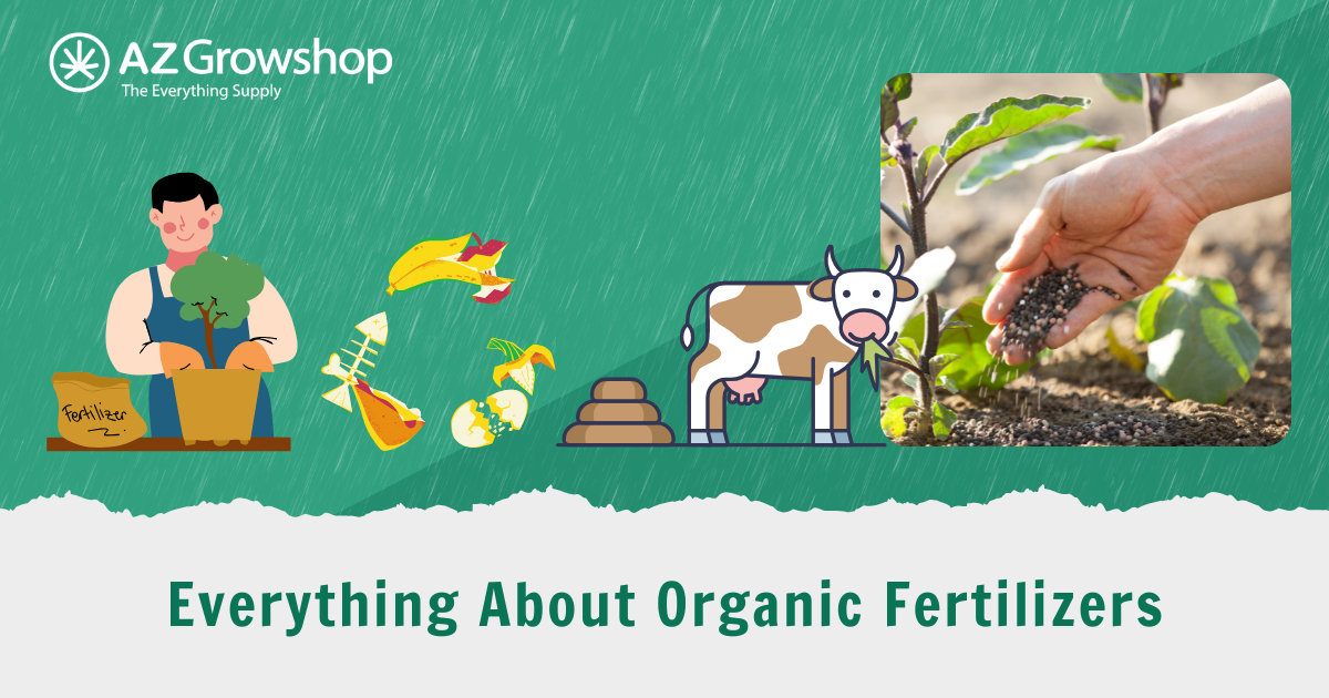 Everything About Organic Fertilizers