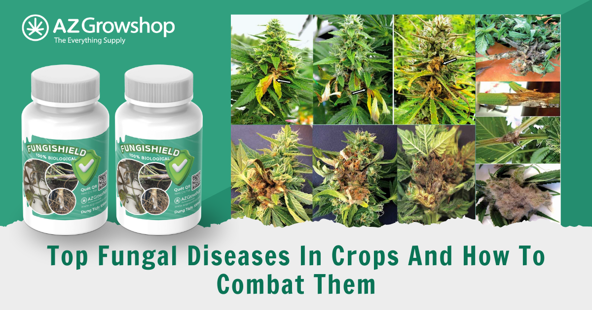 Top Fungal Diseases in Crops And How to Combat Them