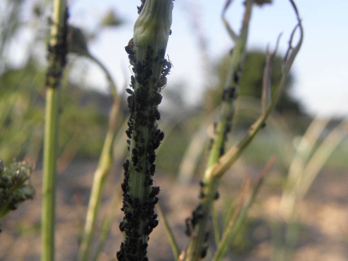 Aphid colony on a stem - IPM identification (public domain)