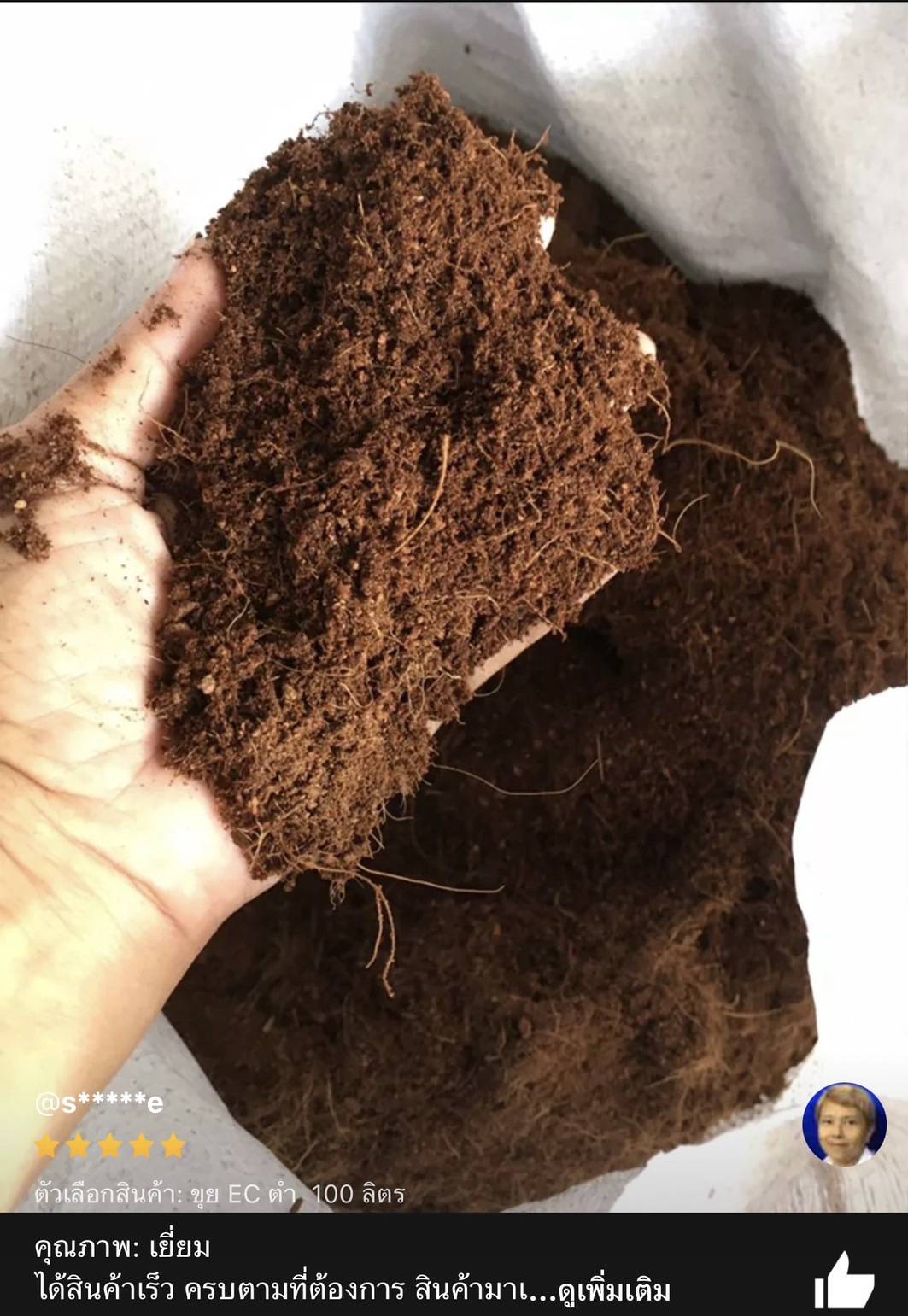 ใยมะพร้าว (Thai Worm)