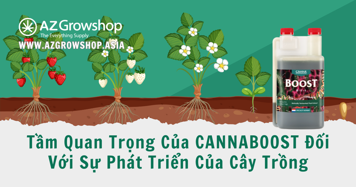 Tầm Quan Trọng Của CANNABOOST Đối Với Sự Phát Triển Của Cây Trồng